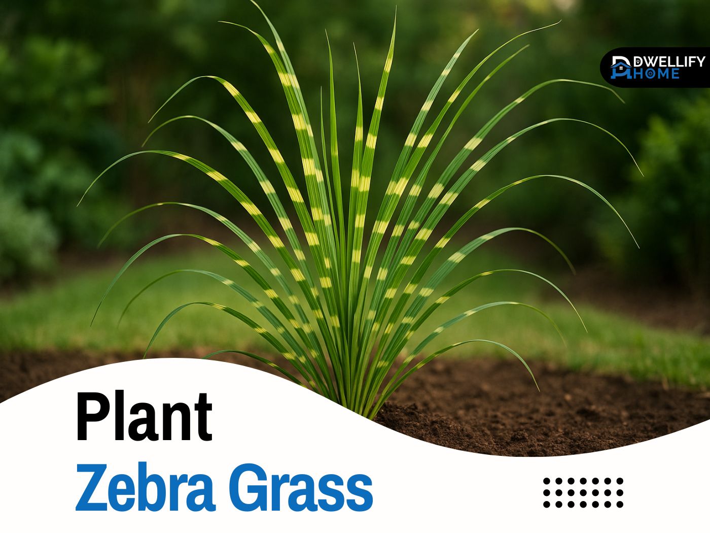 plant zebra grass