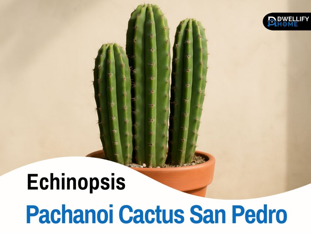 Echinopsis pachanoi cactus San Pedro