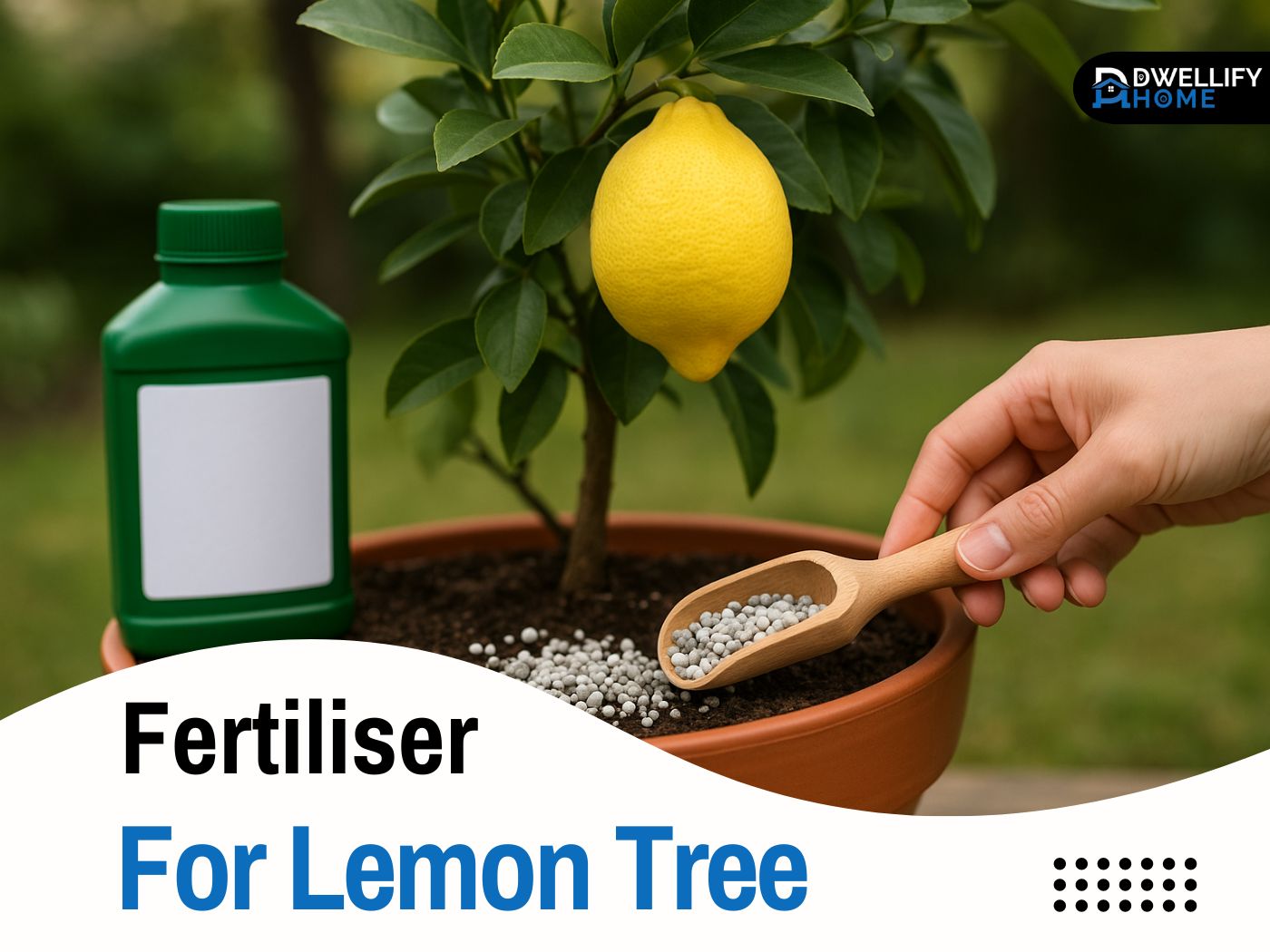 Fertiliser for Lemon Tree