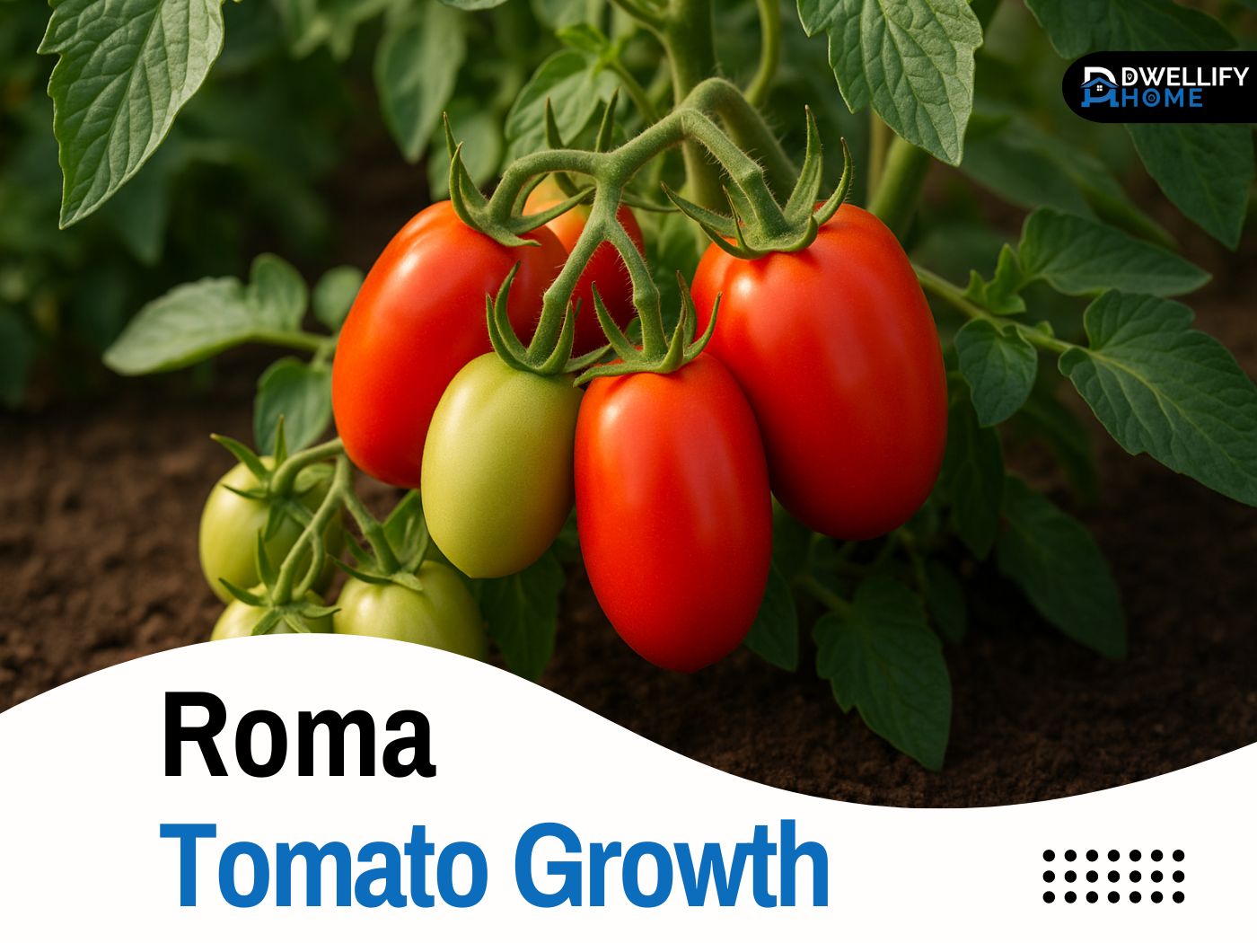 Roma Tomato Growth
