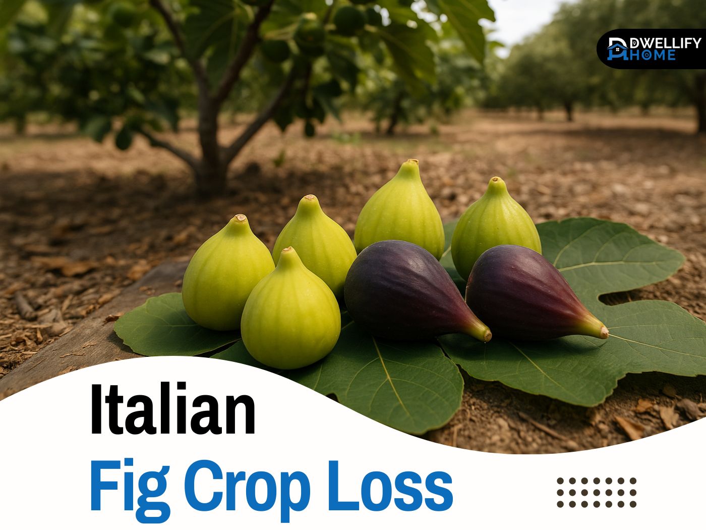 italian fig crop loss