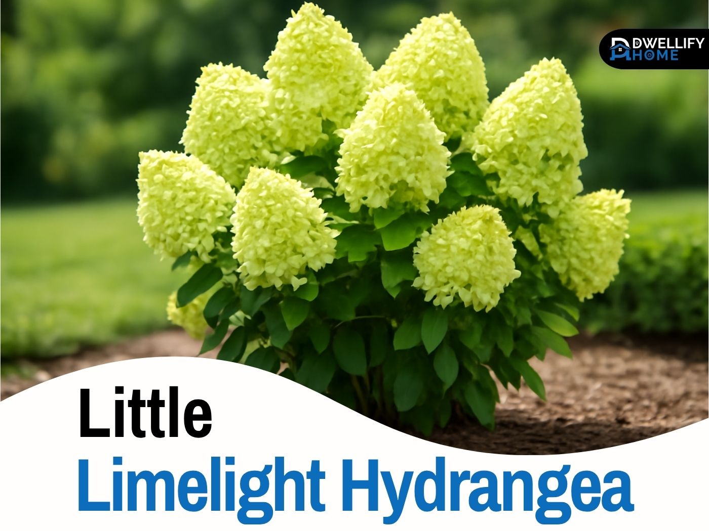 little limelight hydrangea