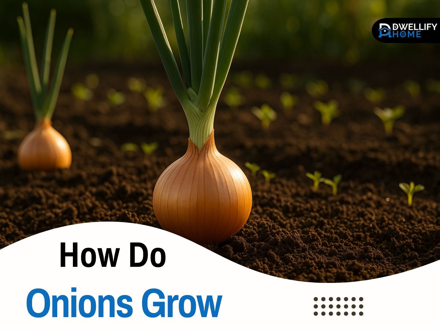 How Do Onions Grow
