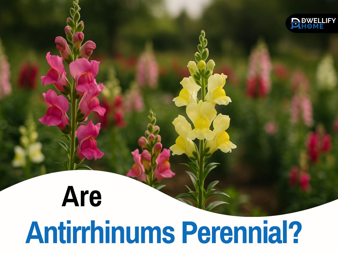 are antirrhinums perennial