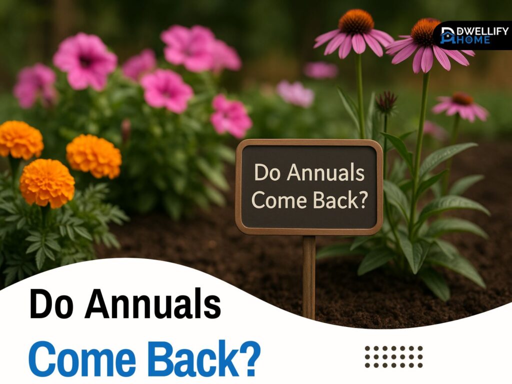 do annuals come back
