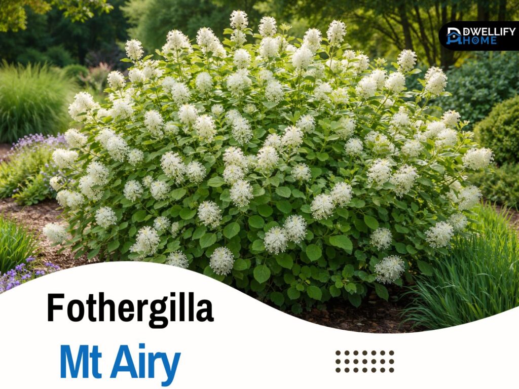 fothergilla mt airy