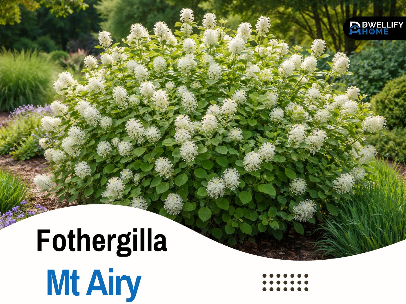 fothergilla mt airy
