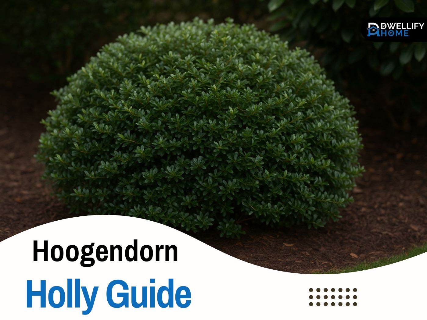 Hoogendorn Holly