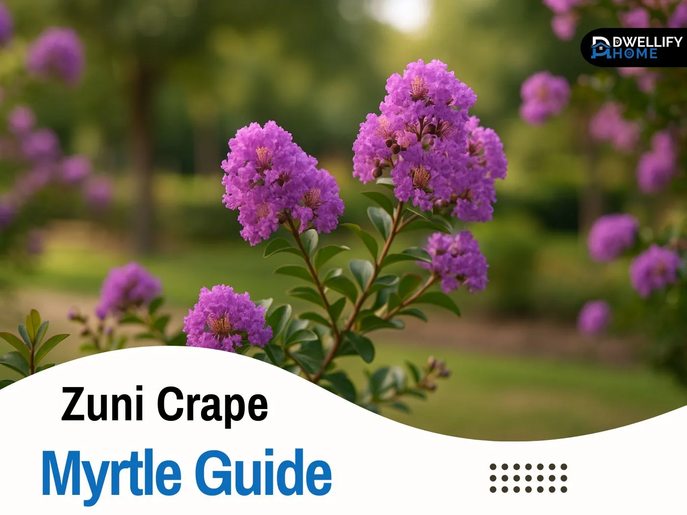 lagerstroemia indica x fauriei 'zuni' ... zuni crape myrtle