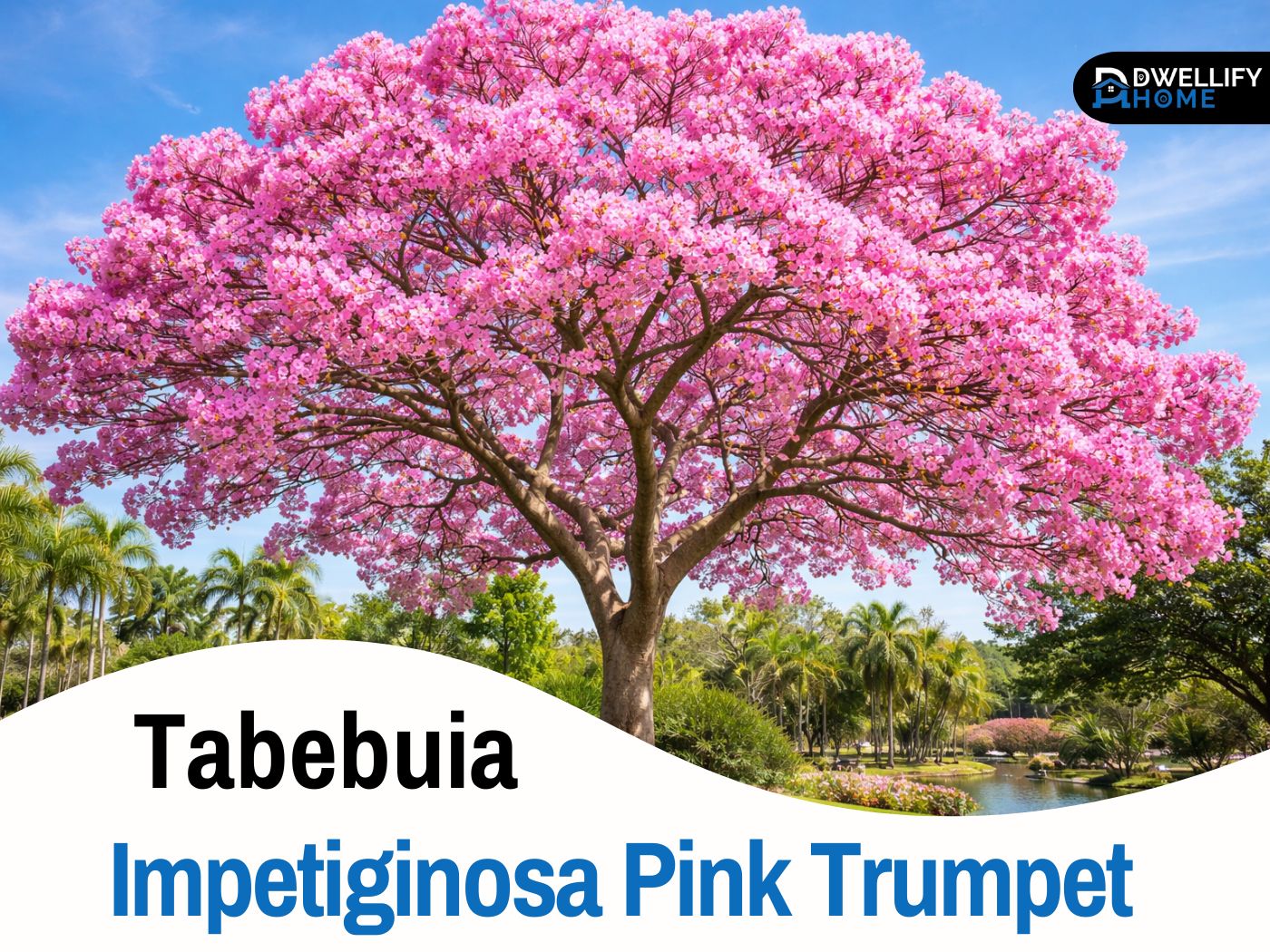 tabebuia impetiginosa pink trumpet