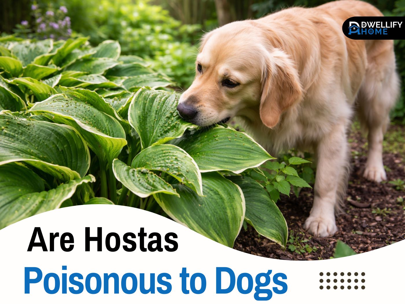 are hostas poisonous to dogs