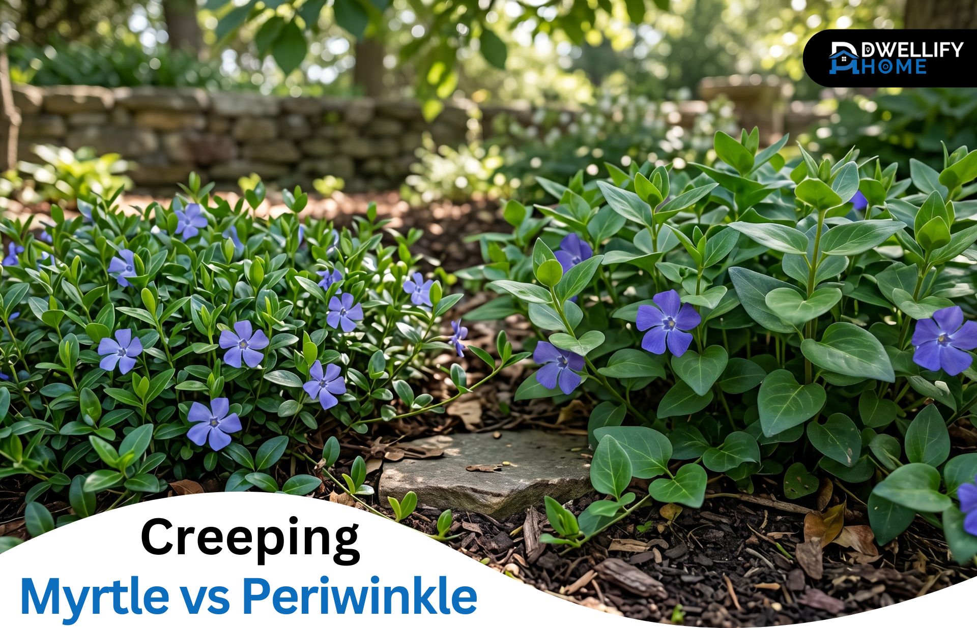Creeping Myrtle vs Periwinkle