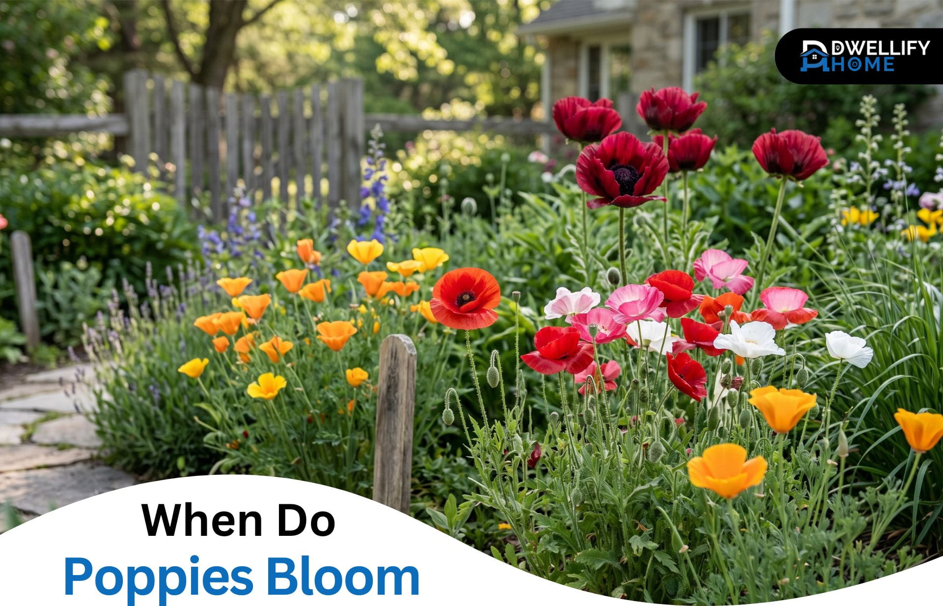 when do poppies bloom