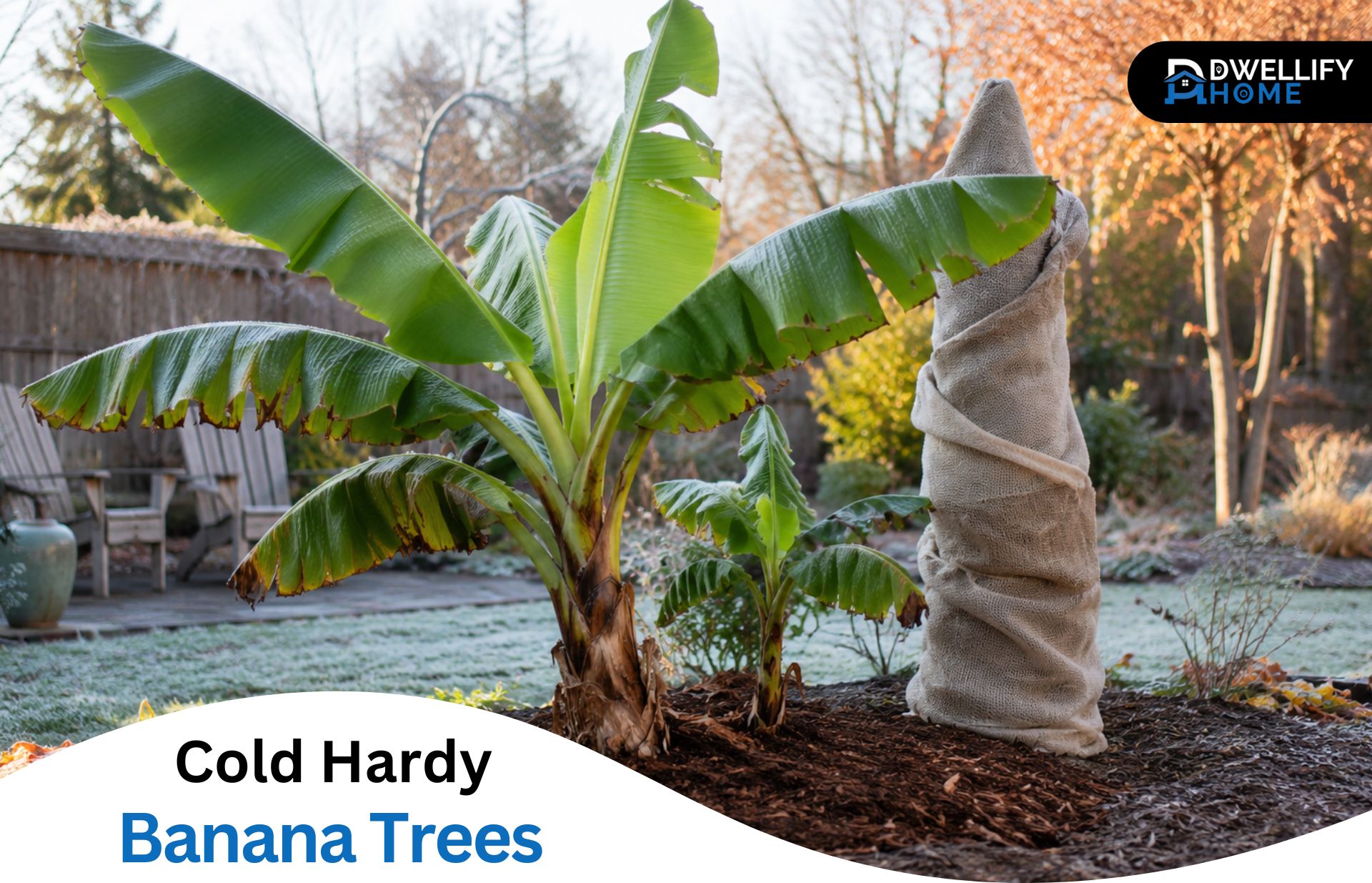 Cold Hardy Banana Trees: Best Varieties & Winter Care