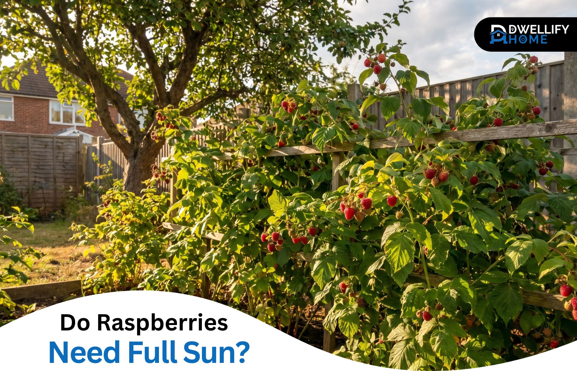 Do Raspberries Need Full Sun? The Honest Answer