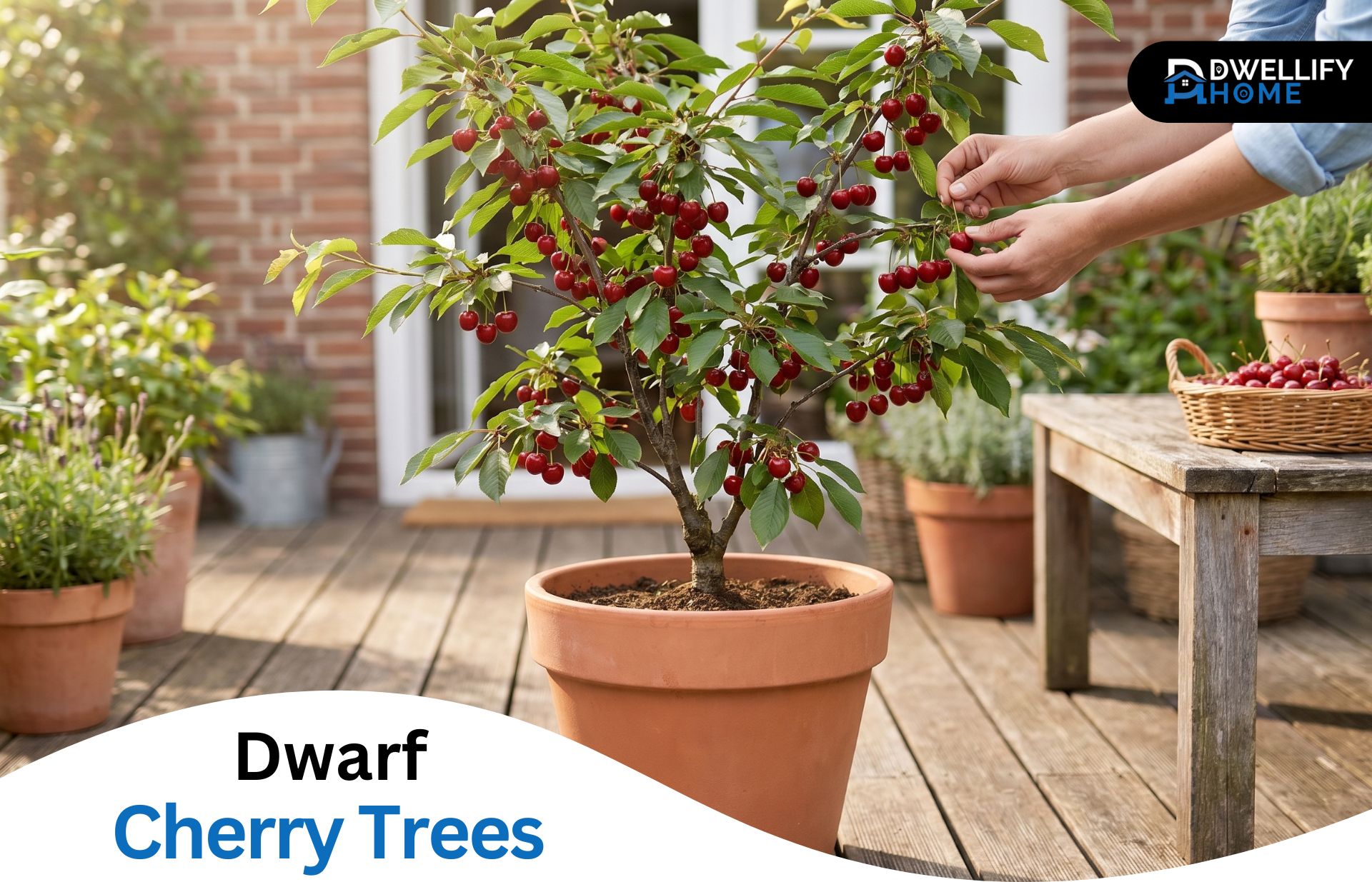 Dwarf Cherry Trees: A Practical Growing Guide