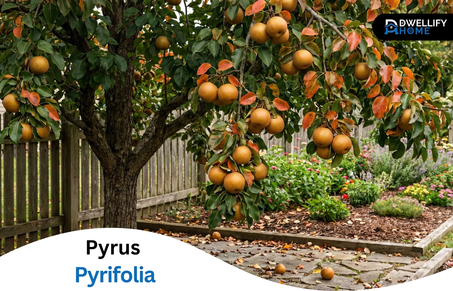 How to Grow Pyrus Pyrifolia: A Complete Gardener’s Guide