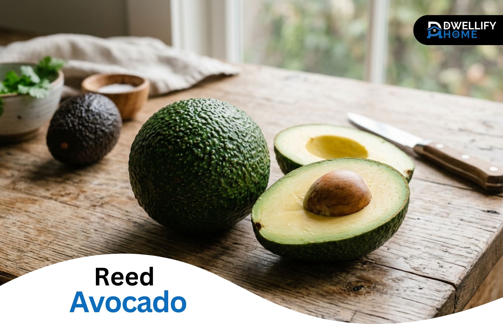 What Is a Reed Avocado? Flavor, Season & Hass