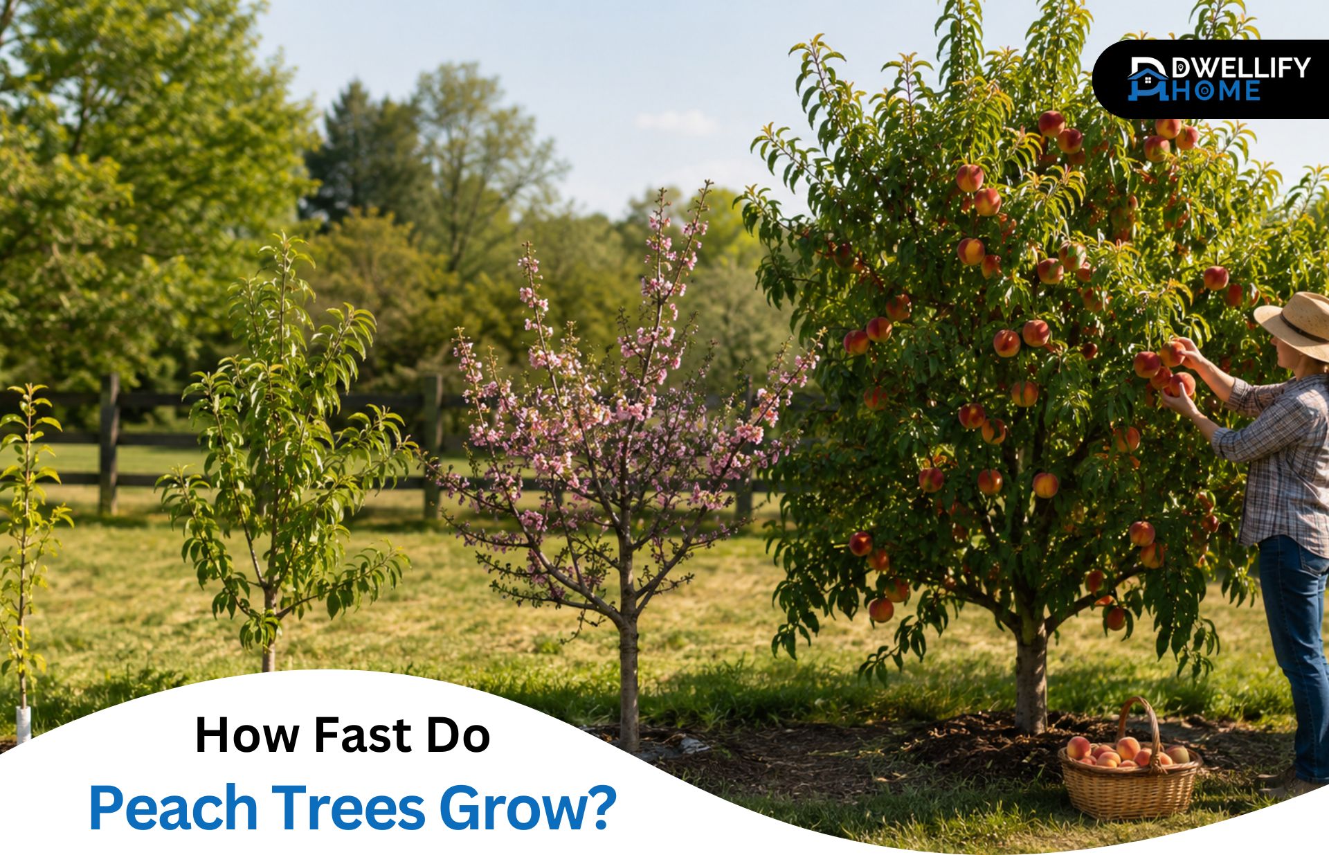 How Fast Do Peach Trees Grow? Timeline to Fruit