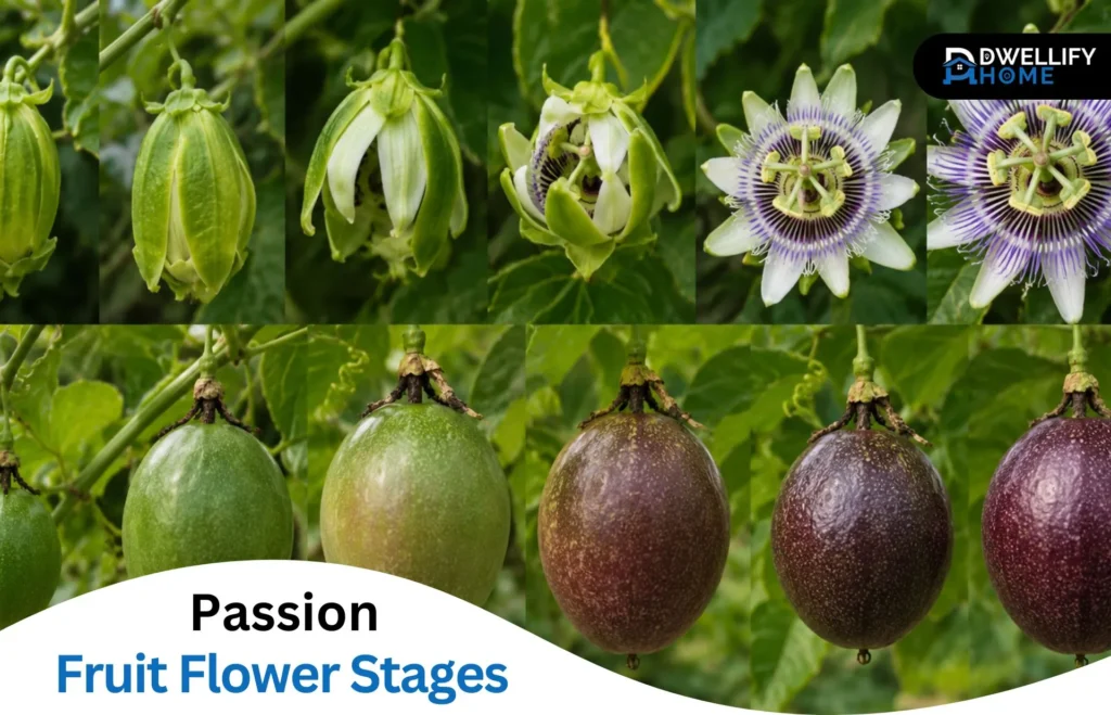 Passion Fruit Flower Stages