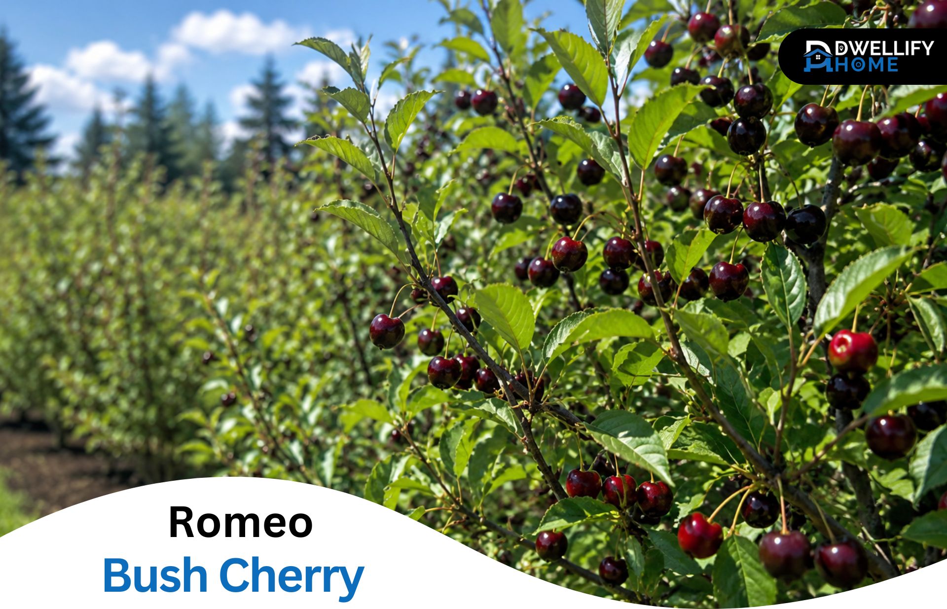 Romeo Bush Cherry: Fruit, Hardiness & How to Grow It