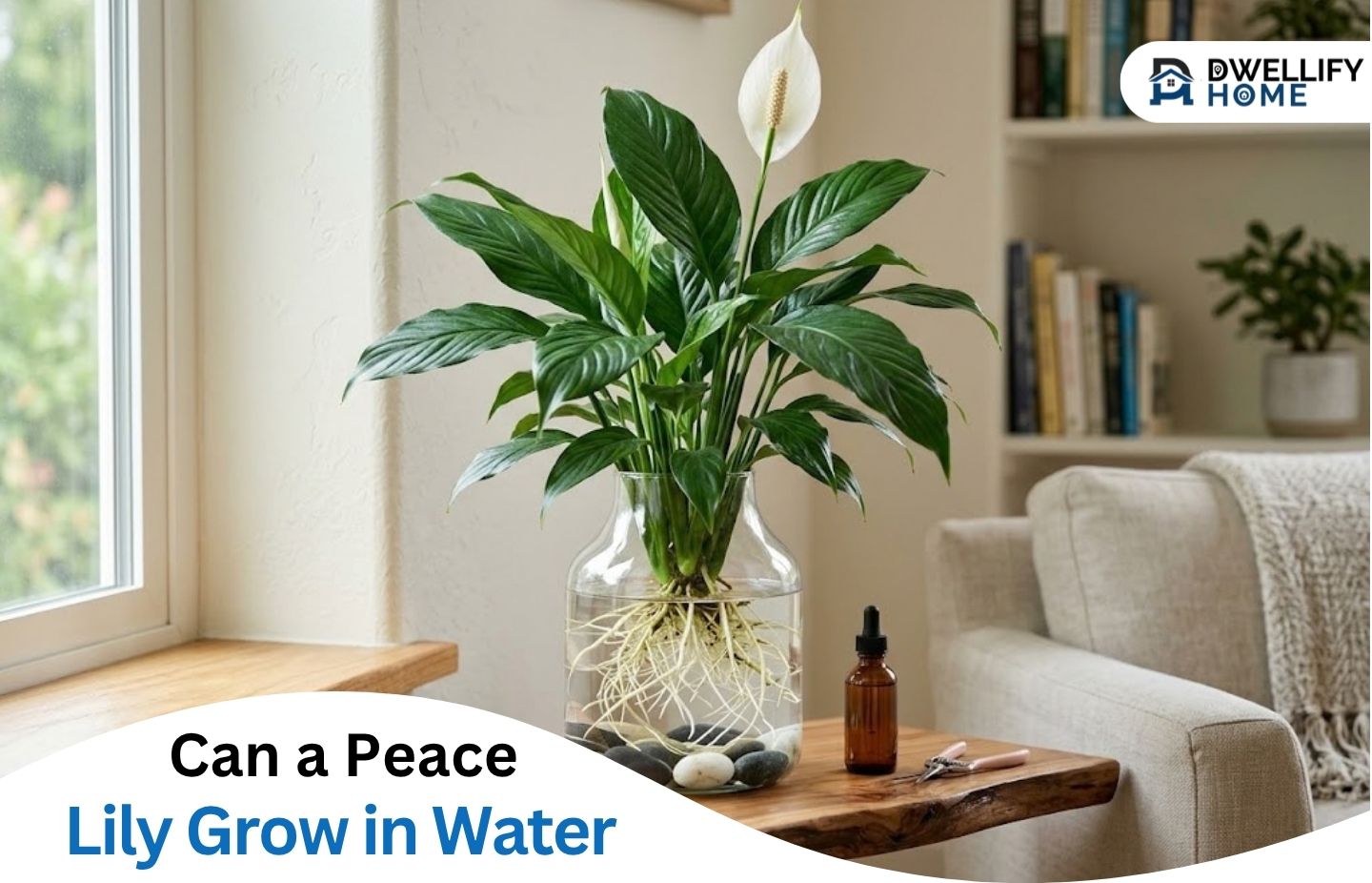 Can a Peace Lily Grow in Water? Setup and Long-Term Care